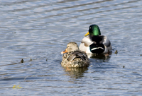 Mallards